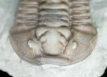 Flexicalymene Trilobite From Ohio - Very Inflated #11460-3